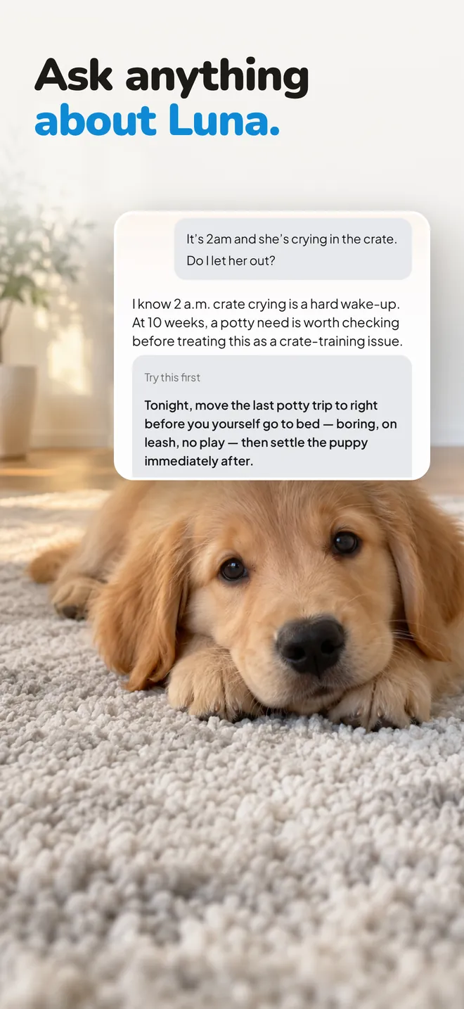 Answers at 2 am, about your pup